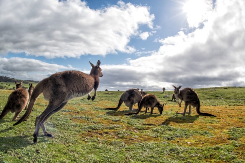 Must-Visit Destinations for Your Dream Vacation in Australia