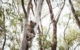 australia-nsw-wagga-wagga-riverina-koala-1092229-37 TA