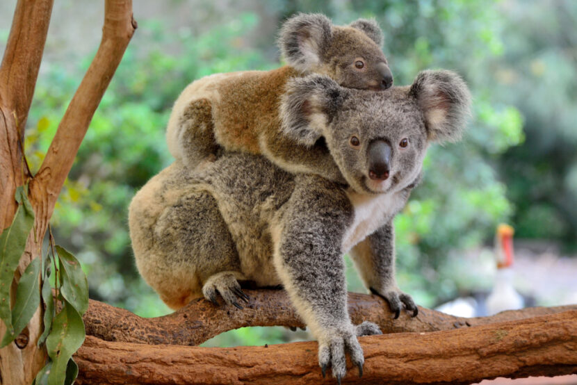 Celebrate Save the Koala Day in Queensland