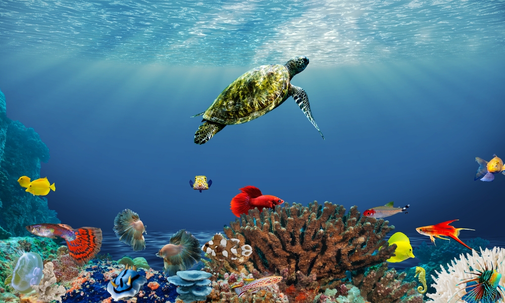 Swimming with Australia’s Marine Life australia vacation packages