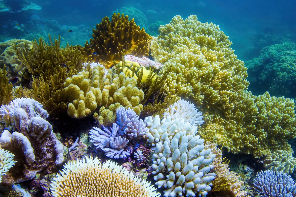 The Great Barrier Reef - Australia vacation packages