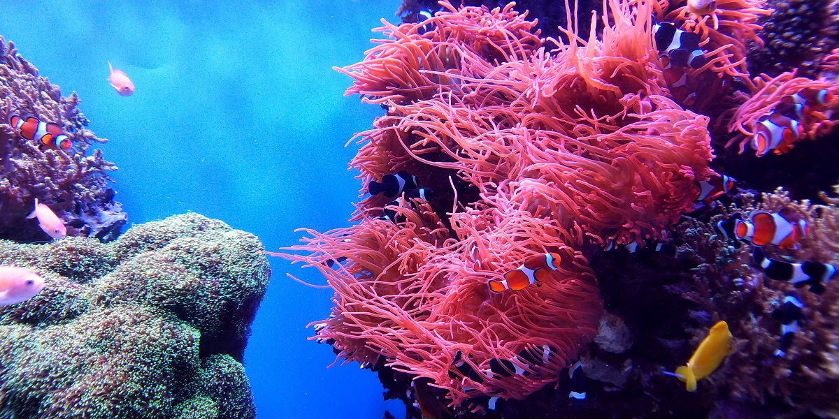 australia-cruise-queensland-great-barrier-reef-coral-expeditions-reef
