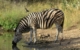 africa-south-kruger-zebra-2534289 PB