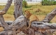 africa-tanzania-lion-277328 PB