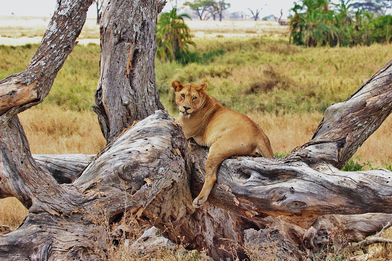 africa-tanzania-lion-277328 PB