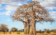 africa-tanzania-Tarangire-National-Park-Baobab-tree