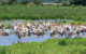 africa-tanzania-lake-manyara-national-park-jenman