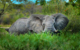 africa-zimbabwe-victoria-falls-elephant